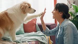 Trend Google: giornata mondiale del cane