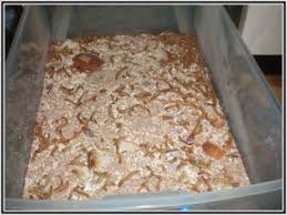 Résultat de recherche d'images pour "vers de farine"