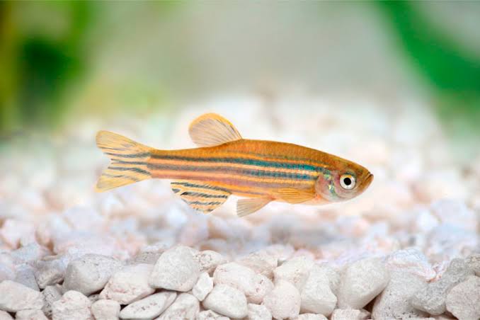 Zebrafish Models: Relevance for Human Drug Discovery | ZeClinics CRO