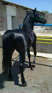 Image result for IRAN HORSES