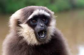 Image result for gibbon