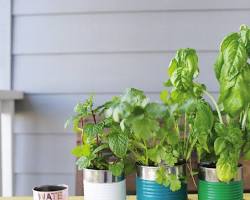 Image of Tin can herb planter