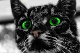 Bildergebnis für schwarze katze