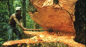 Risultati immagini per foresta amazzonica
