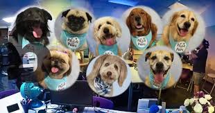 Perros de terapia: Alegría y calma en escuelas secundarias argentinas - Imagen principal del artículo