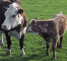 Image result for "ringworm in cattle"