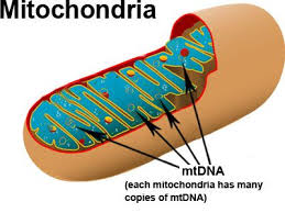 Image result for mtdna