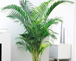 Areca Palm