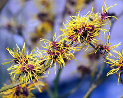 Image of Witch Hazel