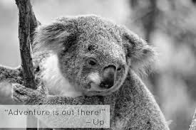 Koala Quotes Inspirational. QuotesGram via Relatably.com