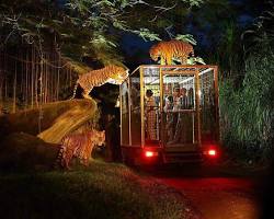 Gambar Night Safari Solo Safari Indonesia