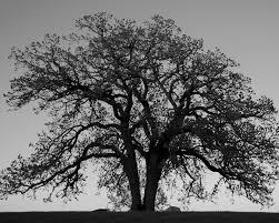 Image result for the wishing tree