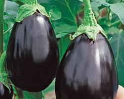 Image of Black Beauty eggplant
