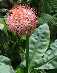 Image result for Scadoxus