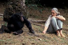 ‘There Will Always Only Be One Jane Goodall’