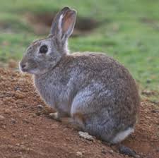 Image result for RABBIT