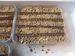 「Kanuma soil」の画像検索結果