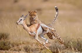 Image result for cheetah