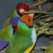 Hasil gambar untuk Gouldian finch