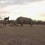  World's last male northern white rhino is gravely ill