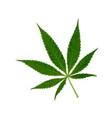 Résultat de recherche d'images pour "cannabis leaf"
