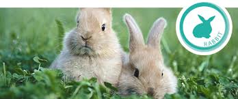 Image result for RABBIT