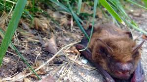 Rabid bat found in Seattle near the University of Washington
