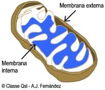 Resultado de imagen de mitocondria respiracion celular facil