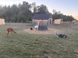 Innisfil News - News update