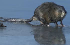 Image result for beaver rat
