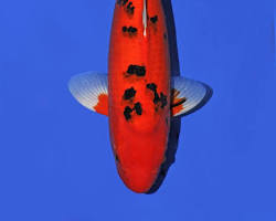 Image of Aka Bekko koi fish