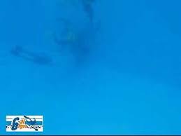 Image result for underwater rugby cali colombia 2015