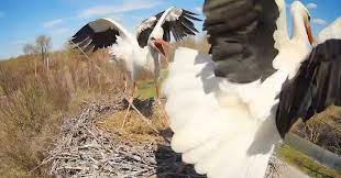 лелека грицько