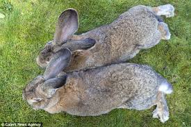 Image result for RABBIT