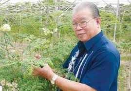 Bán Cây Thuốc quý, Cây Thần Diệu,3 IN 1(Dinh dưỡng, chưã bệnh,Mỹ phẩm  cao cấp...) - 6