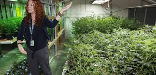 Resultado de imagen de Legalization