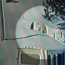 Watch: A tobogganing polar bear and family dog slide into friendship in Newfoundland