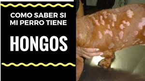 Resultado de imagen para enfermedades causadas por hongos en animales domesticos