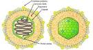 A gene regulatory network orchestrates neural crest formation