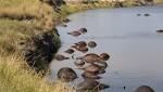 buffalo drown after stampede into