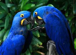 Результат пошуку зображень за запитом "гіацинтовий ара"