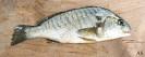 Hybrid striped bass fingerling stock tanks -