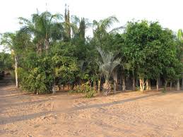 Image result for Tree plantation