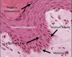 Integumentary Histology 5