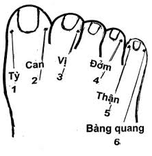 Image result for huyệt bàng Quang Du