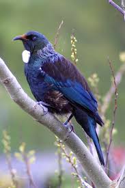 Image result for tui