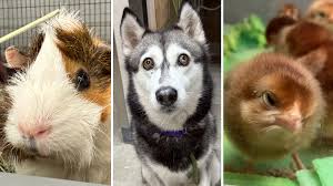 San Diego Humane Society Overwhelmed After Taking in 274 Animals in a Single Day