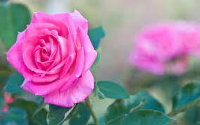 Image result for images of rose hd