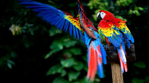 Image result for macaw parrot hd