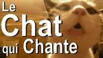 Video de chat drole qui chante